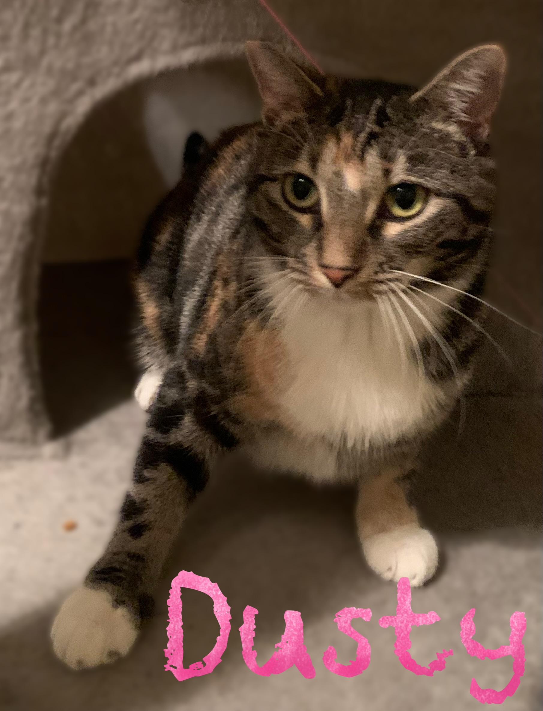 Enlarge Dusty, a Adoptable mixed breed in Morganton, NC image 1/4