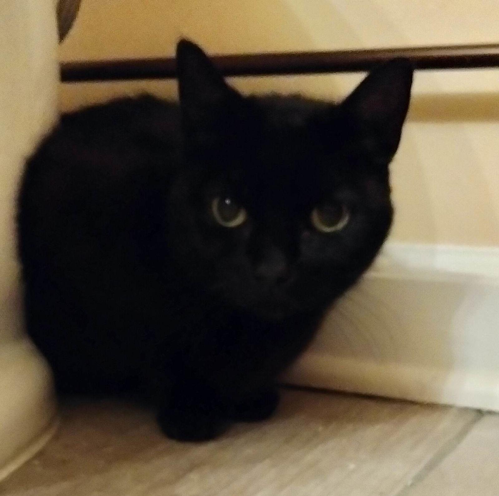 Boo Boo, Adoptable, Senior Female Domestic Short Hair.