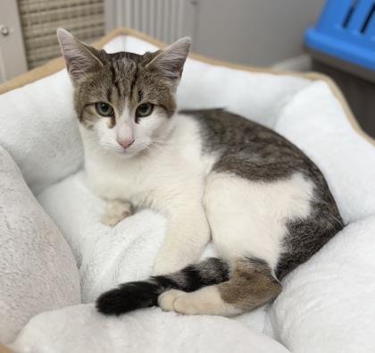 Enlarge TJ, a Adoptable mixed breed in Romeoville, IL image 1/2