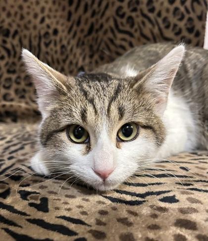 Enlarge TJ, a Adoptable mixed breed in Romeoville, IL image 2/2