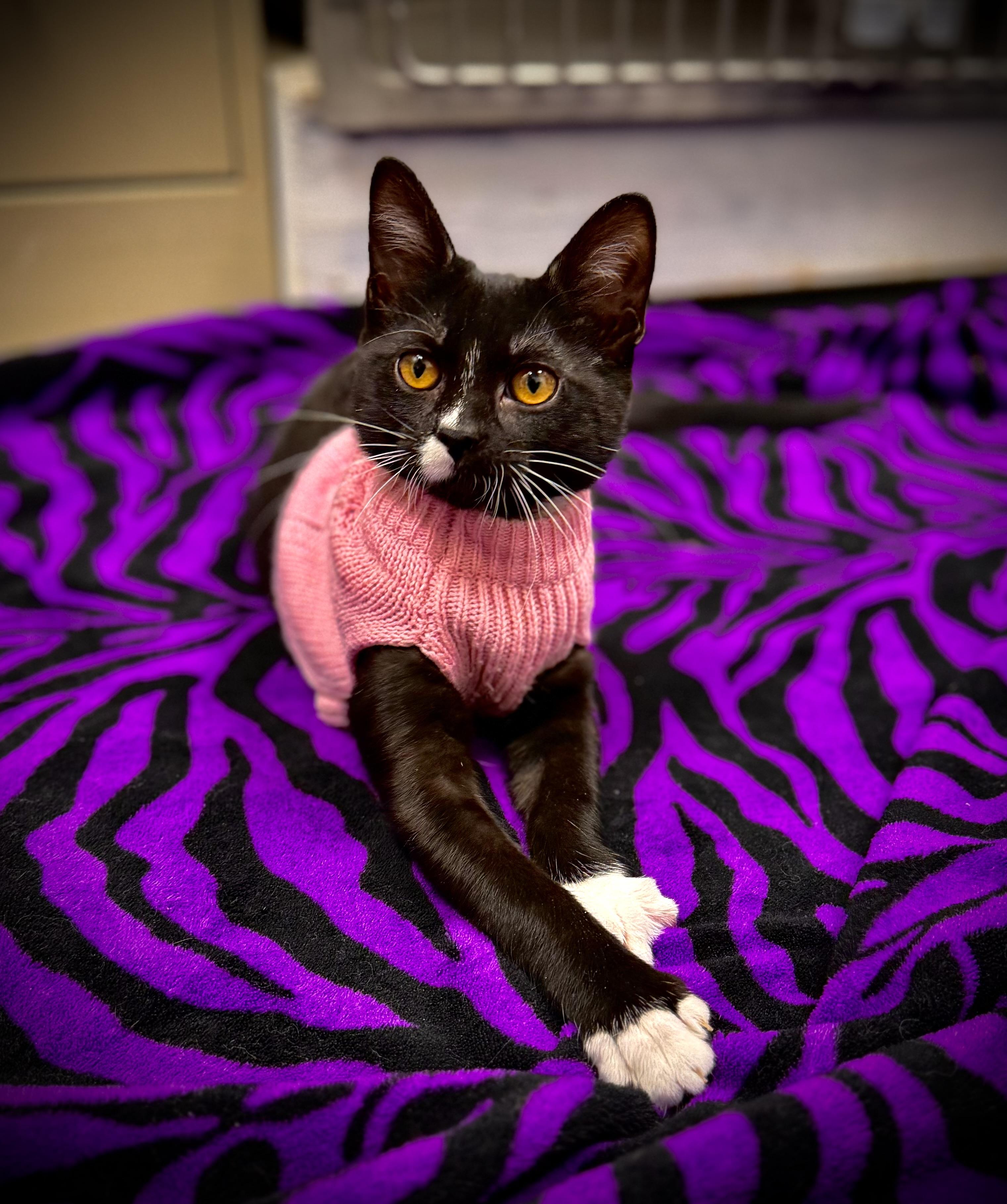 Dancer, Adoptable, Kitten Female Domestic Short Hair.
