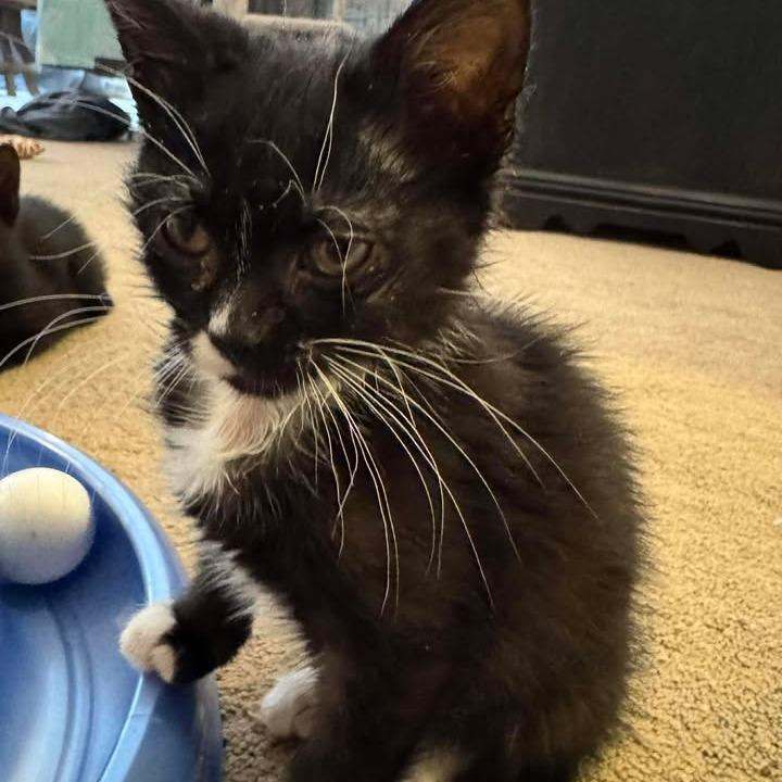 Enlarge Dancer, a Adoptable Domestic Short Hair in Geneseo, IL image 1/1