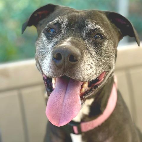 Enlarge Mia, a Adoptable Mixed Breed in Medford, OR image 1/1