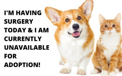 Yoshi, Adoptable, Puppy Male Terrier & Mixed Breed.