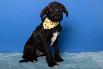 Enlarge Yoshi, a Adoptable mixed breed in Greenville, SC image 2/2