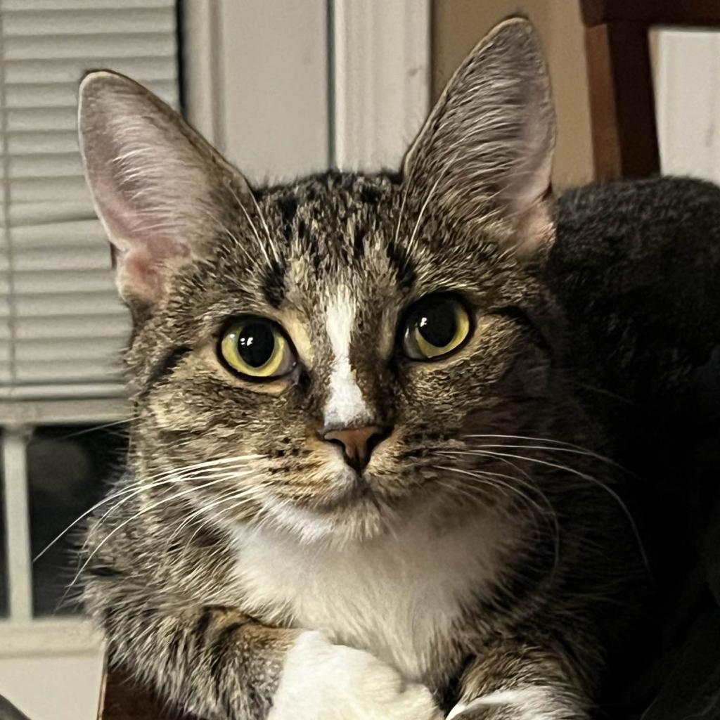 Enlarge Annie, a Adoptable Domestic Short Hair in Winchester, VA image 1/4