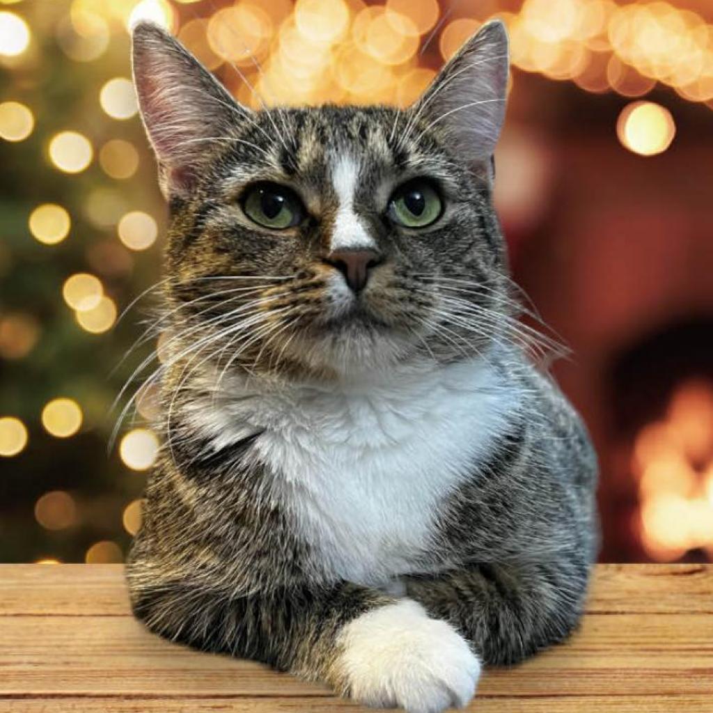 Enlarge Annie, a Adoptable Domestic Short Hair in Winchester, VA image 2/4
