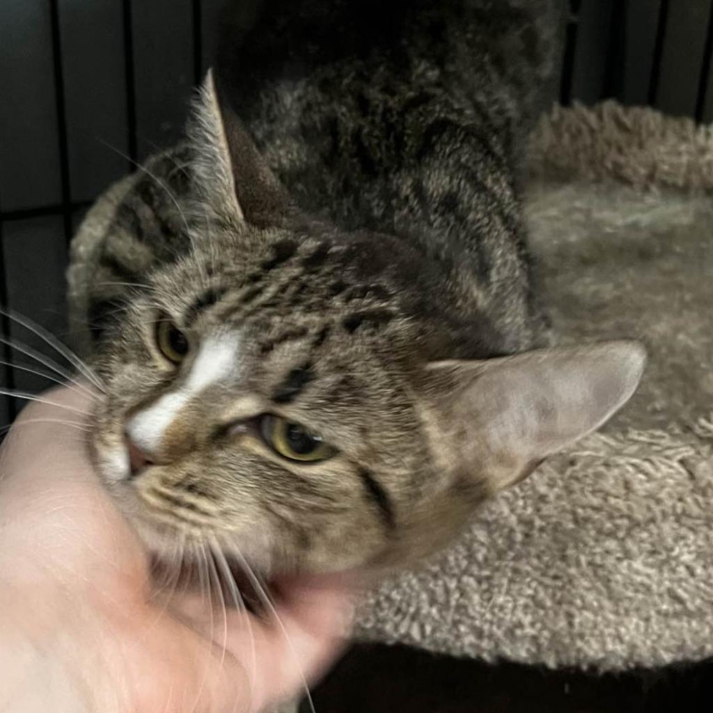 Enlarge Annie, a Adoptable Domestic Short Hair in Winchester, VA image 3/4