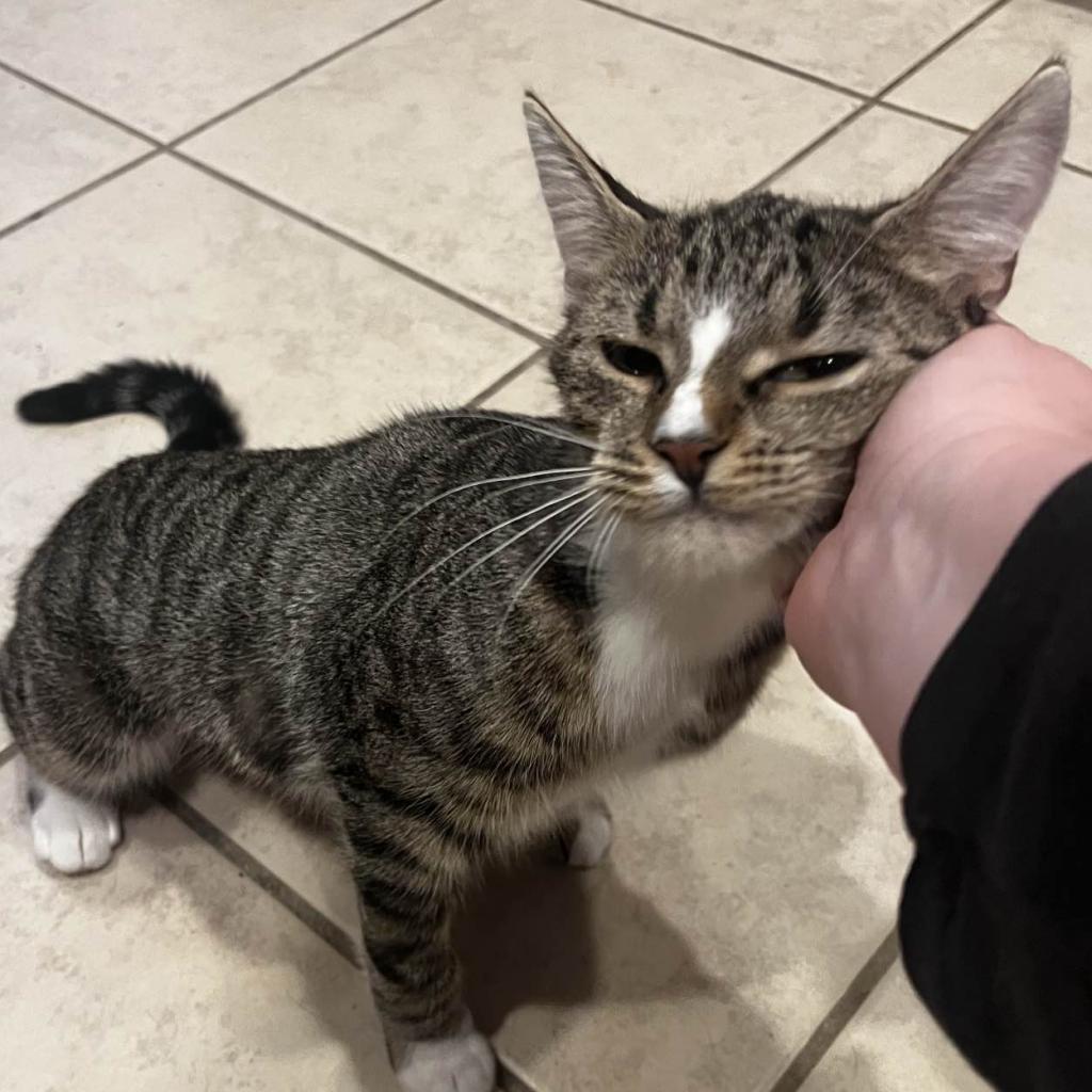 Enlarge Annie, a Adoptable Domestic Short Hair in Winchester, VA image 4/4