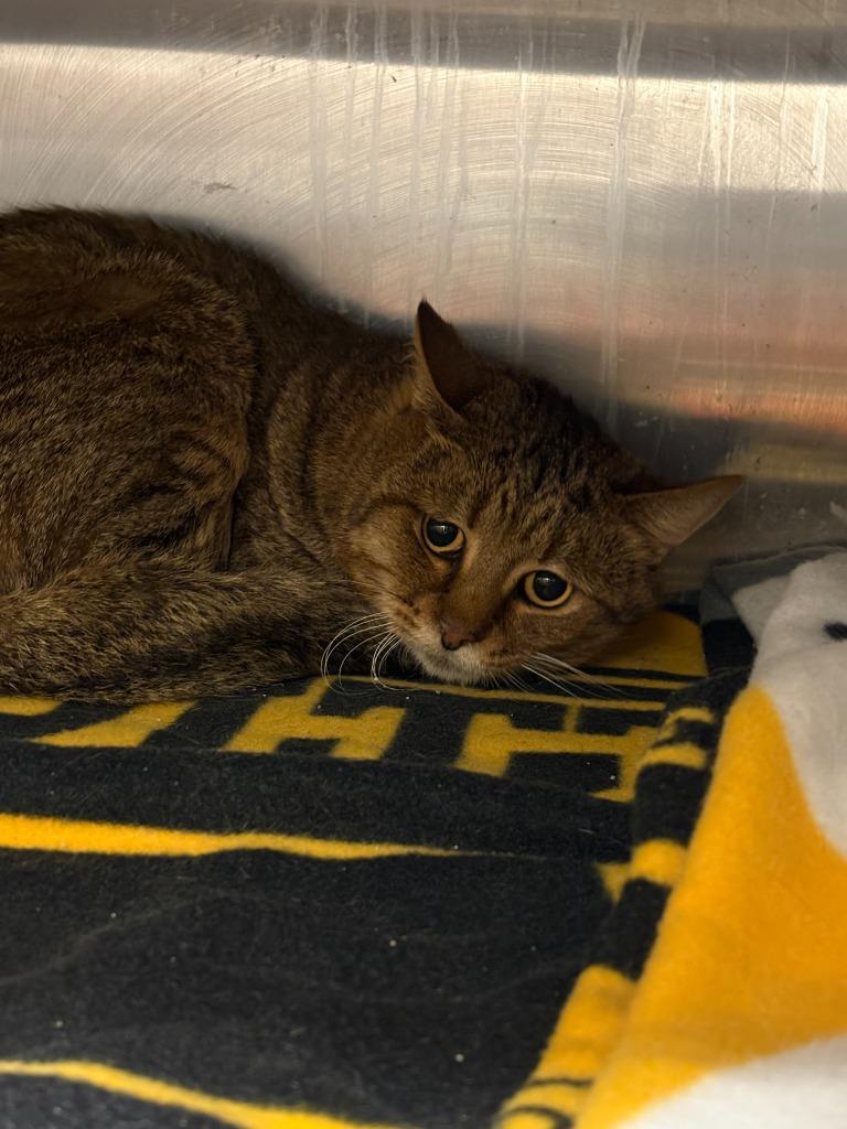 Anklin, Adoptable, Young Male Domestic Short Hair.