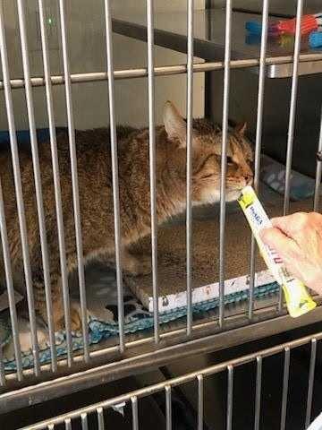 Enlarge Anklin, a Adoptable mixed breed in New Kensington, PA image 2/4