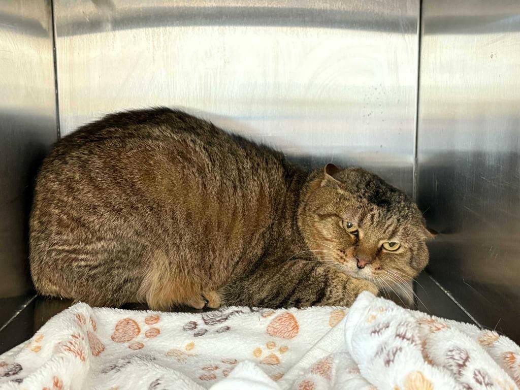 Enlarge Anklin, a Adoptable mixed breed in New Kensington, PA image 3/4