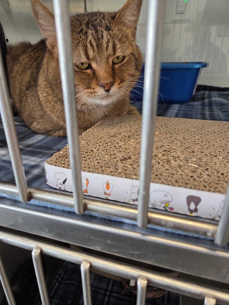 Enlarge Anklin, a Adoptable mixed breed in New Kensington, PA image 4/4