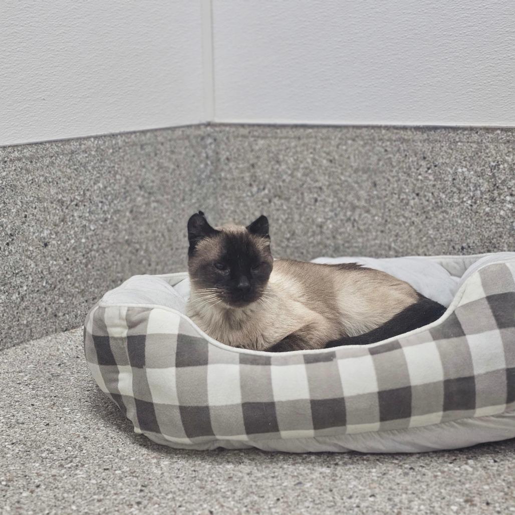 Enlarge Marten, a Adoptable Siamese in Detroit Lakes, MN image 1/6