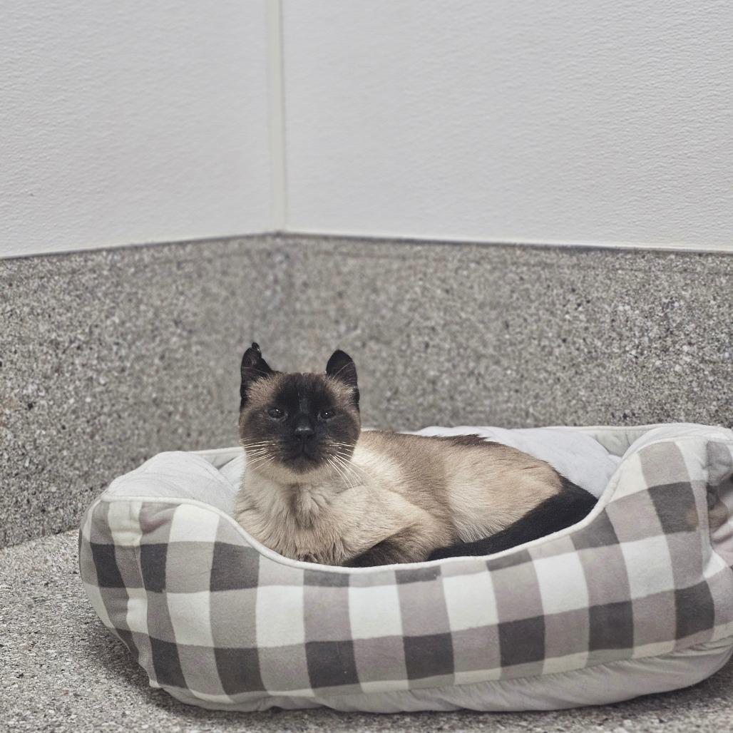 Enlarge Marten, a Adoptable Siamese in Detroit Lakes, MN image 2/6