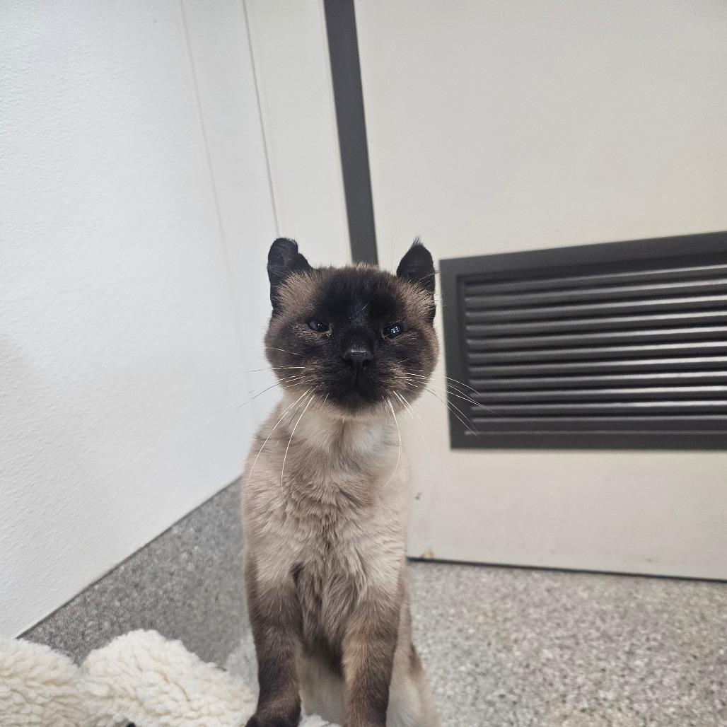 Enlarge Marten, a Adoptable Siamese in Detroit Lakes, MN image 3/6