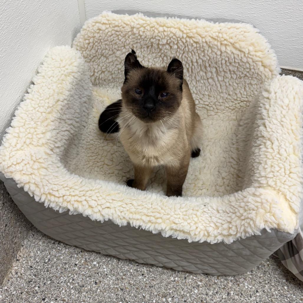 Enlarge Marten, a Adoptable Siamese in Detroit Lakes, MN image 4/6