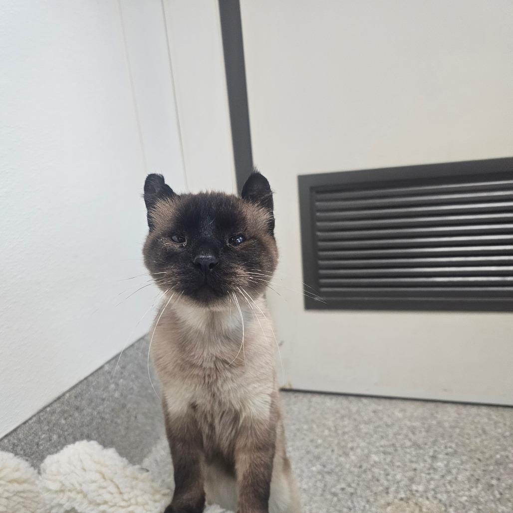 Enlarge Marten, a Adoptable Siamese in Detroit Lakes, MN image 6/6