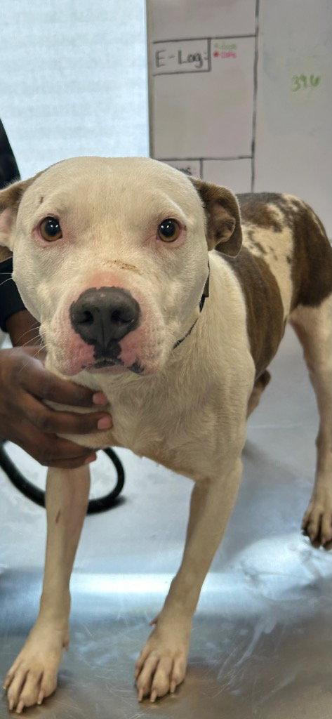 26-389 Poppy, Adoptable, Adult Female Pit Bull Terrier.