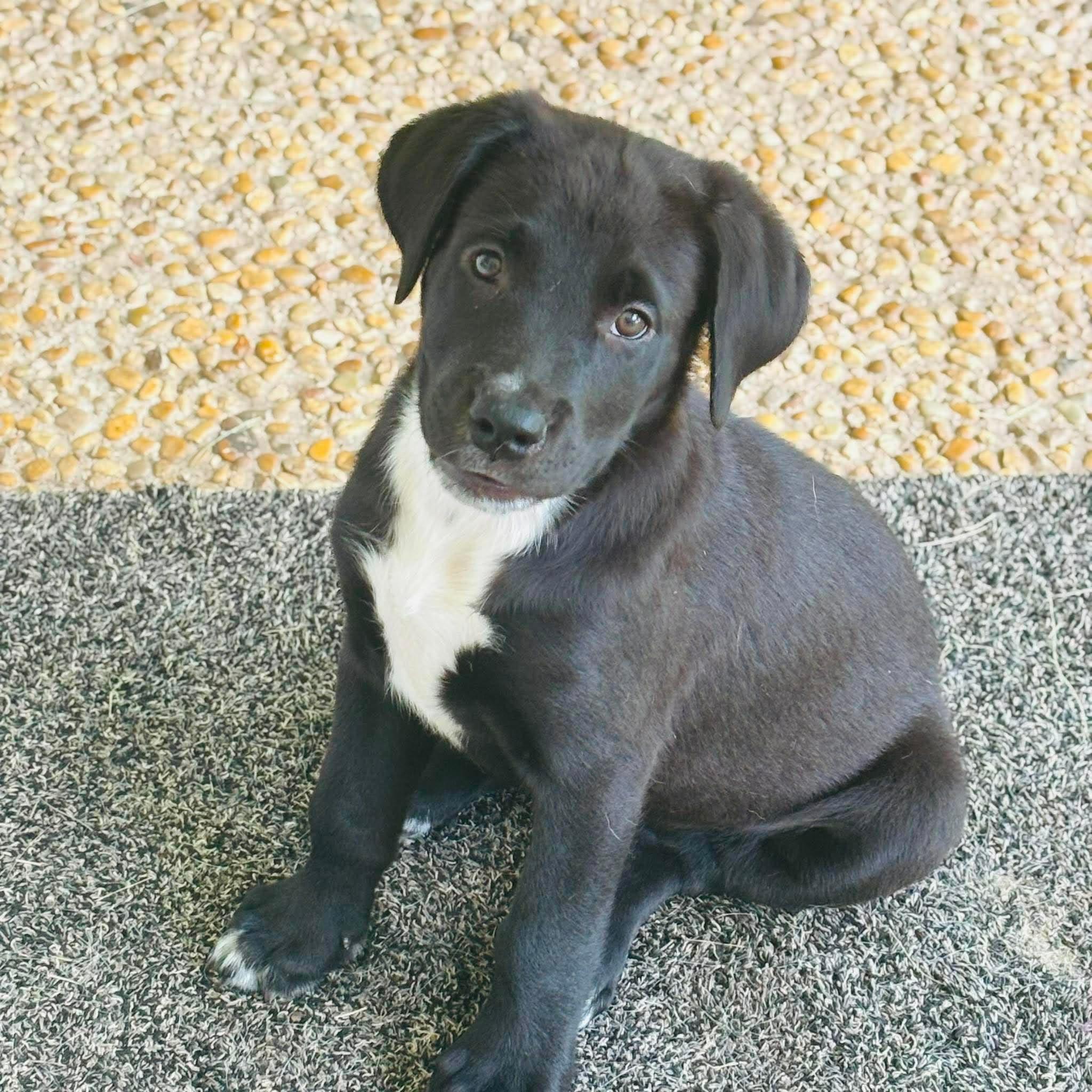 Enlarge Lexie, a Adoptable mixed breed in Elk Grove Village, IL image 3/6