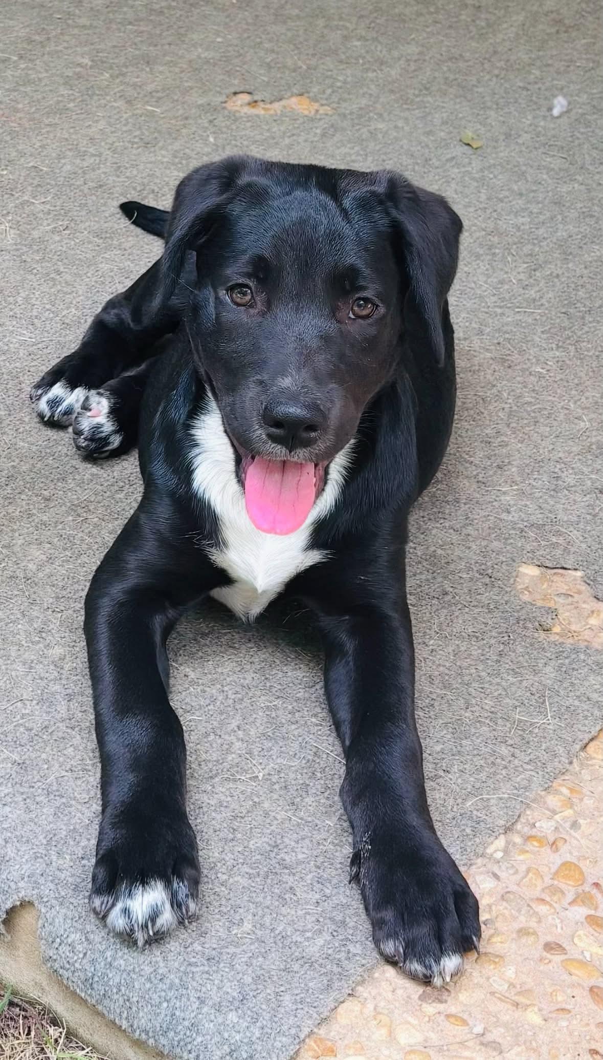 Enlarge Lexie, a Adoptable mixed breed in Elk Grove Village, IL image 5/6