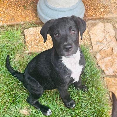 Lexie, Adoptable, Puppy Female Labrador Retriever & Retriever.