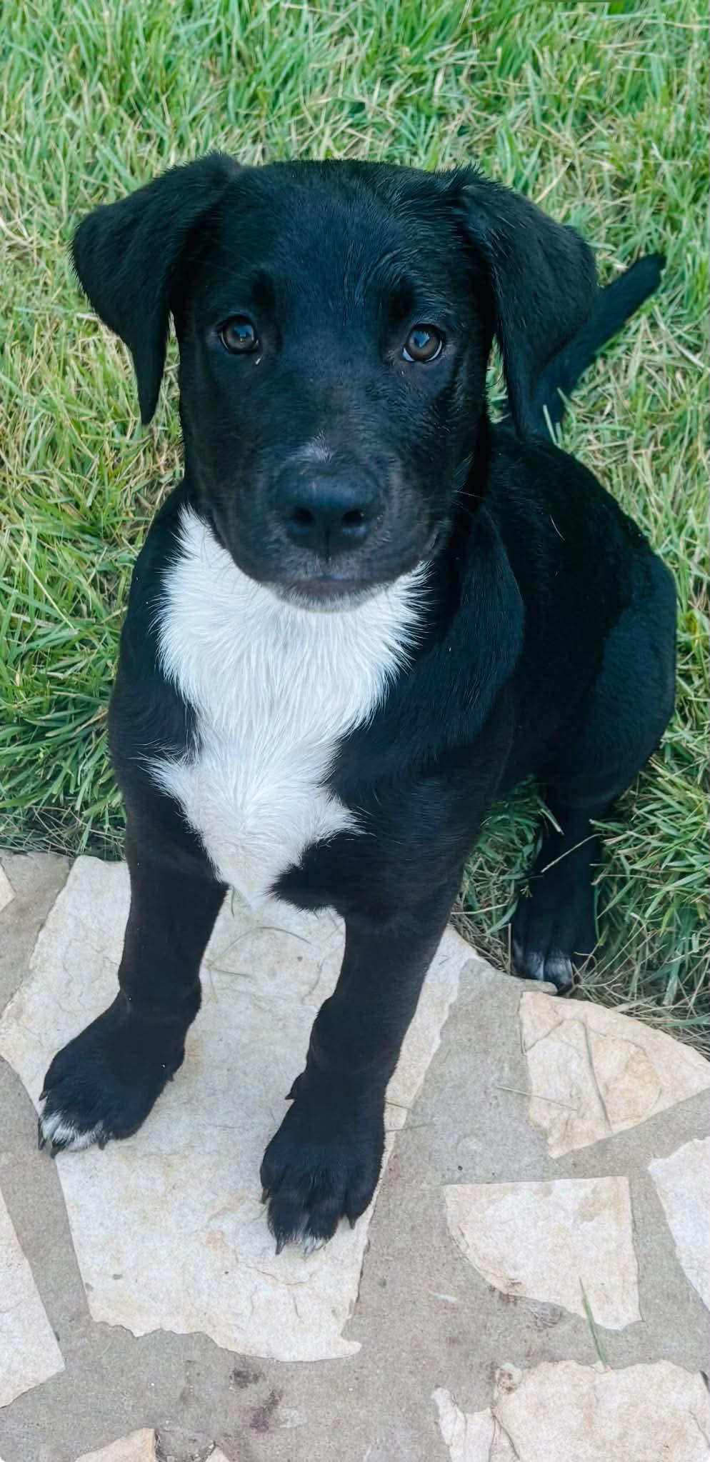 Enlarge Lexie, a Adoptable mixed breed in Elk Grove Village, IL image 6/6