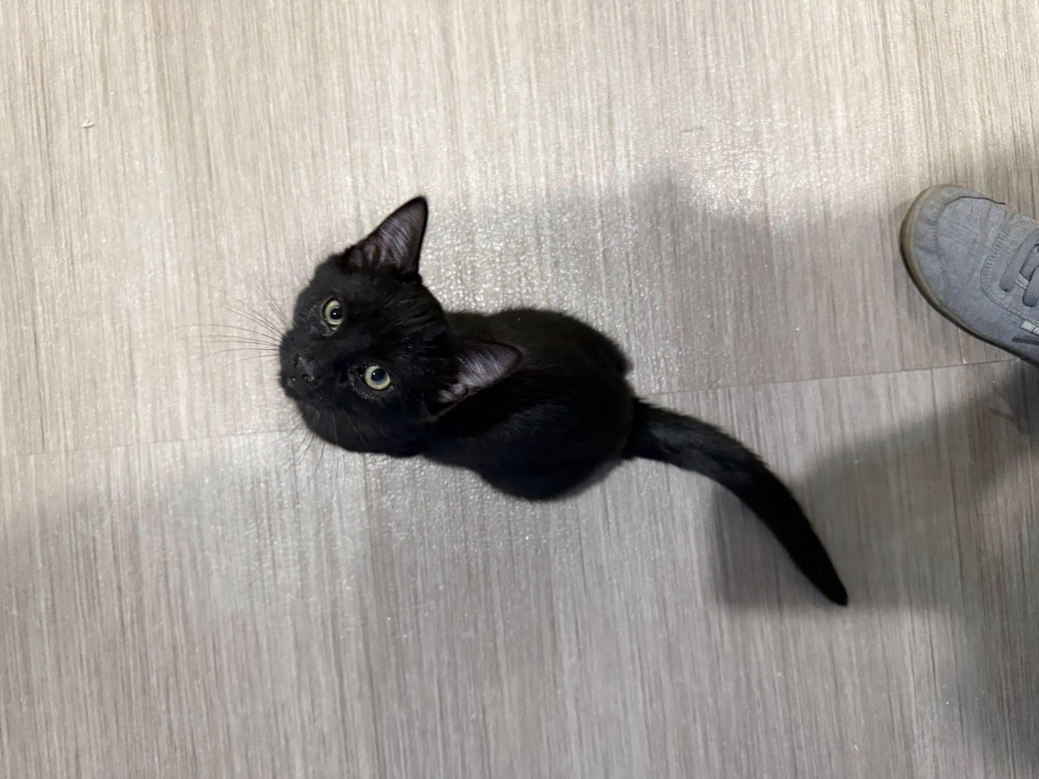Elon, an adoptable Domestic Short Hair in Diamondville, WY, 83116 | Photo Image 1