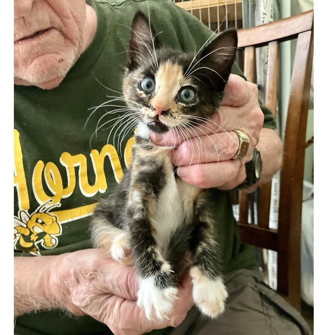 Enlarge Cardinal Grant (Lucy kitten), a Adoptable Domestic Short Hair in Merrifield, VA image 1/2