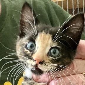 Enlarge Cardinal Grant (Lucy kitten), a Adoptable Domestic Short Hair in Merrifield, VA image 2/2