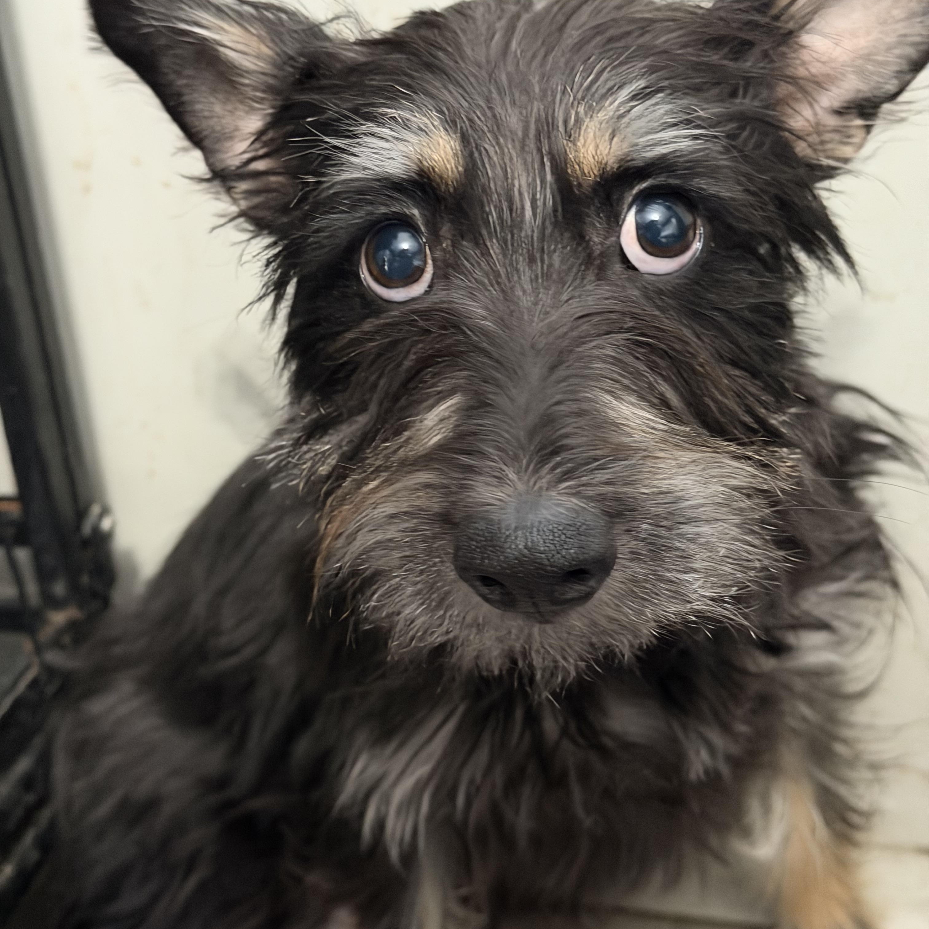 Minnie, a ADOPTABLE mixed breed in Sugar Grove, IL image 2/2