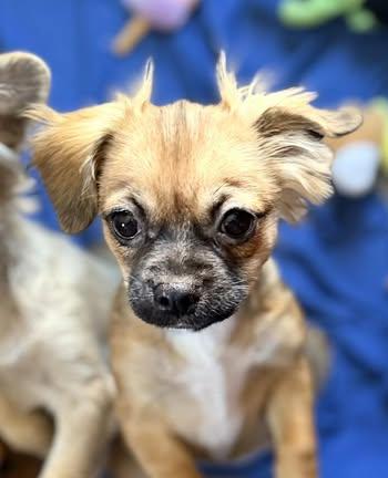 Enlarge Blanche (was Lil Sister), a Adoptable mixed breed in Watertown, WI image 2/2