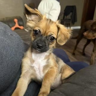 Enlarge Blanche (was Lil Sister), a Adoptable mixed breed in Watertown, WI image 1/2