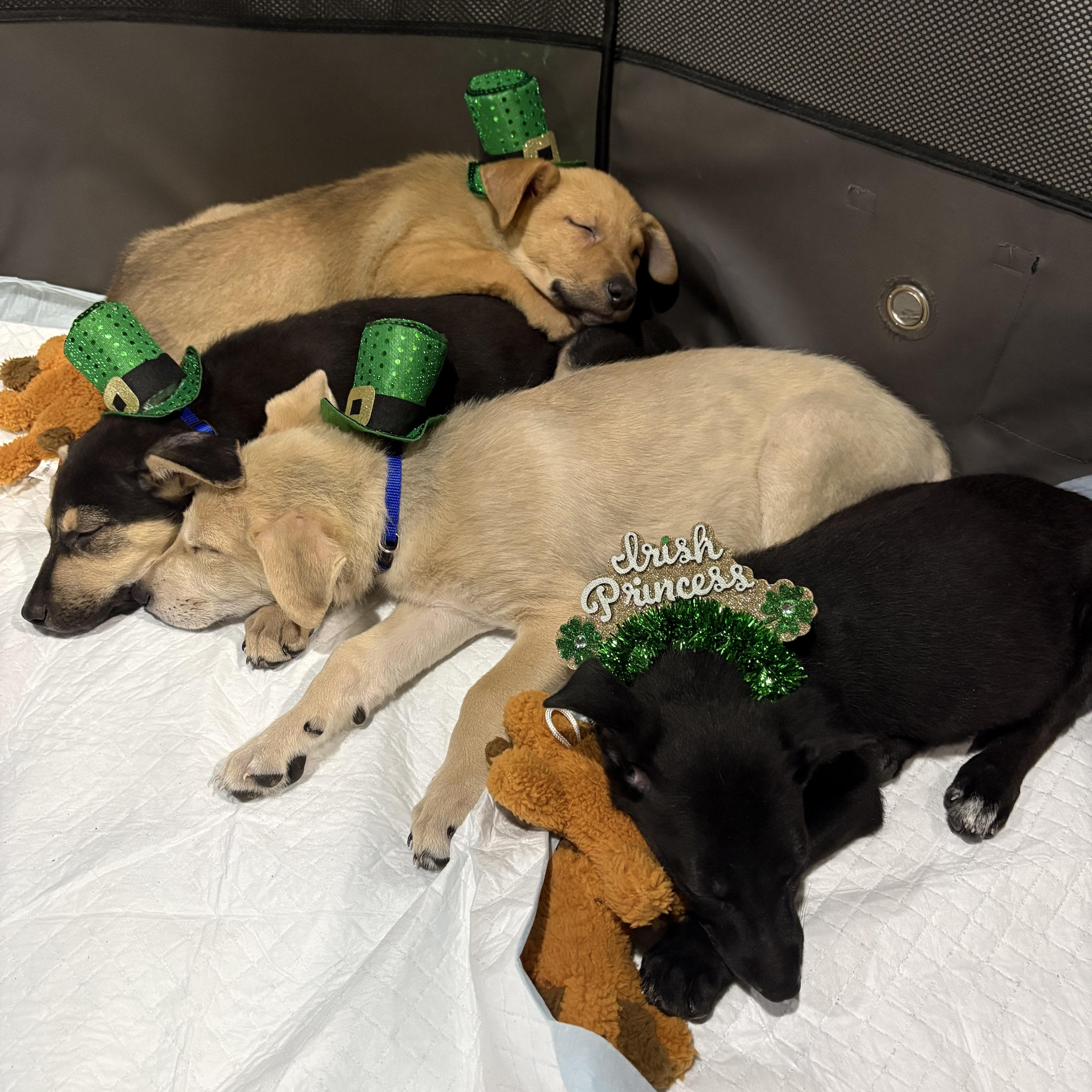 Asia — thumbnail 2