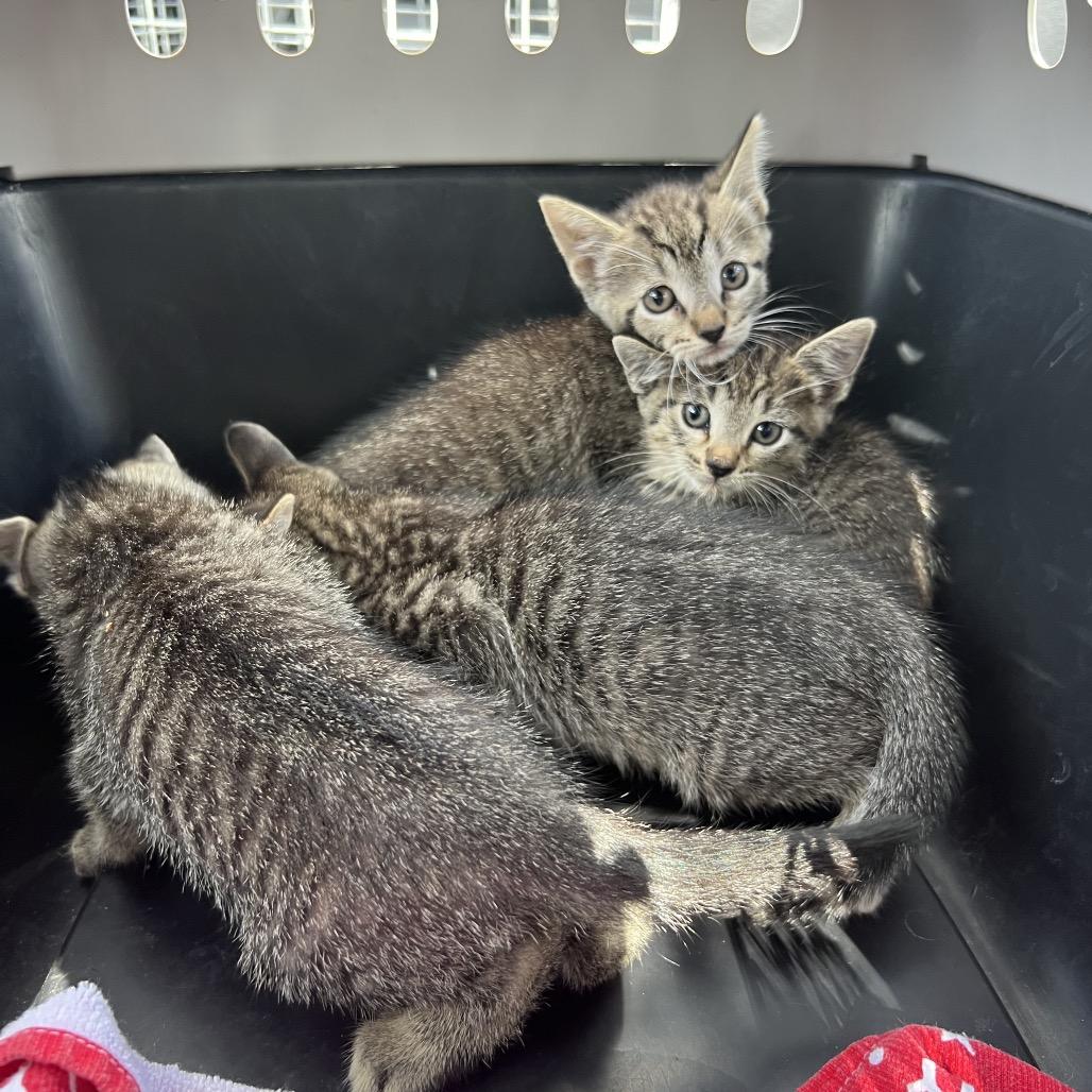 Hippy, Adoptable, Kitten Female Domestic Short Hair.