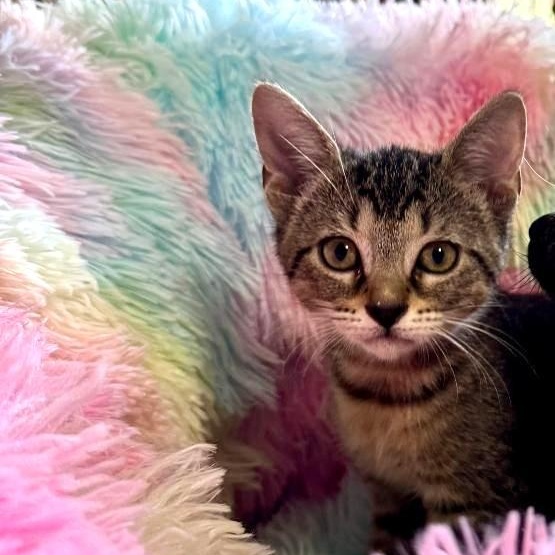 Cocoa, a Adoptable Domestic Short Hair in New Port Richey, FL image 3/4