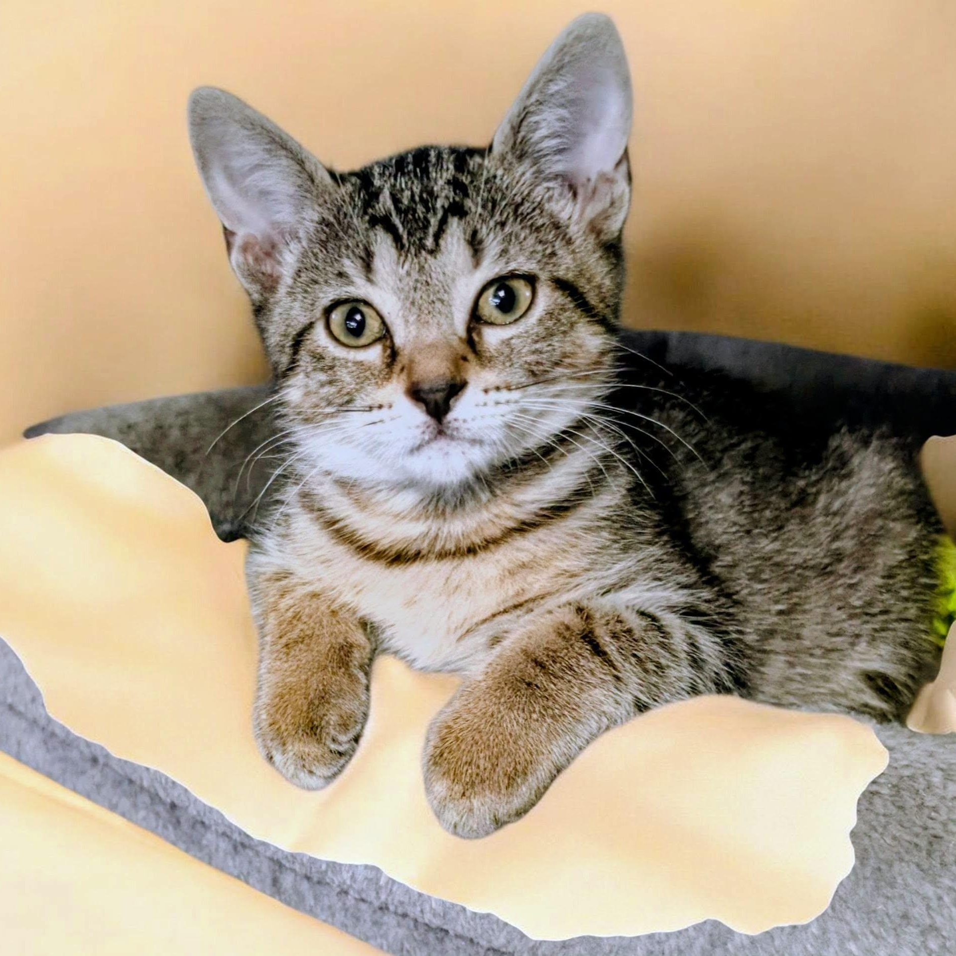 Cocoa, Adoptable, Kitten Female Domestic Short Hair.