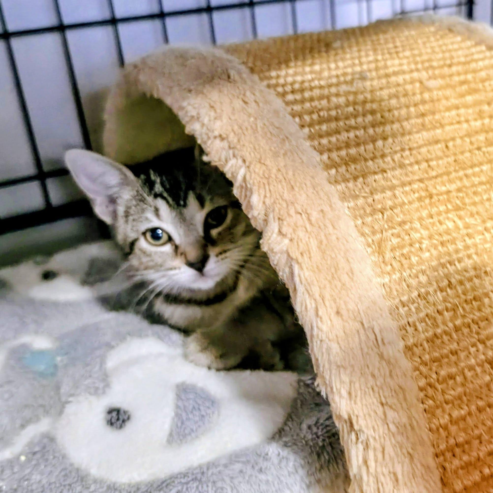Cocoa, a Adoptable Domestic Short Hair in New Port Richey, FL image 2/4