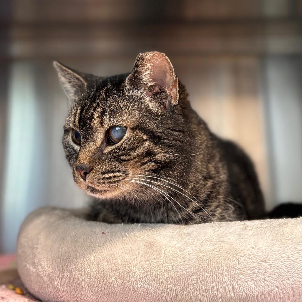 Old Kitty Marie, a Adoptable Domestic Short Hair in Nashville, IN image 1/5