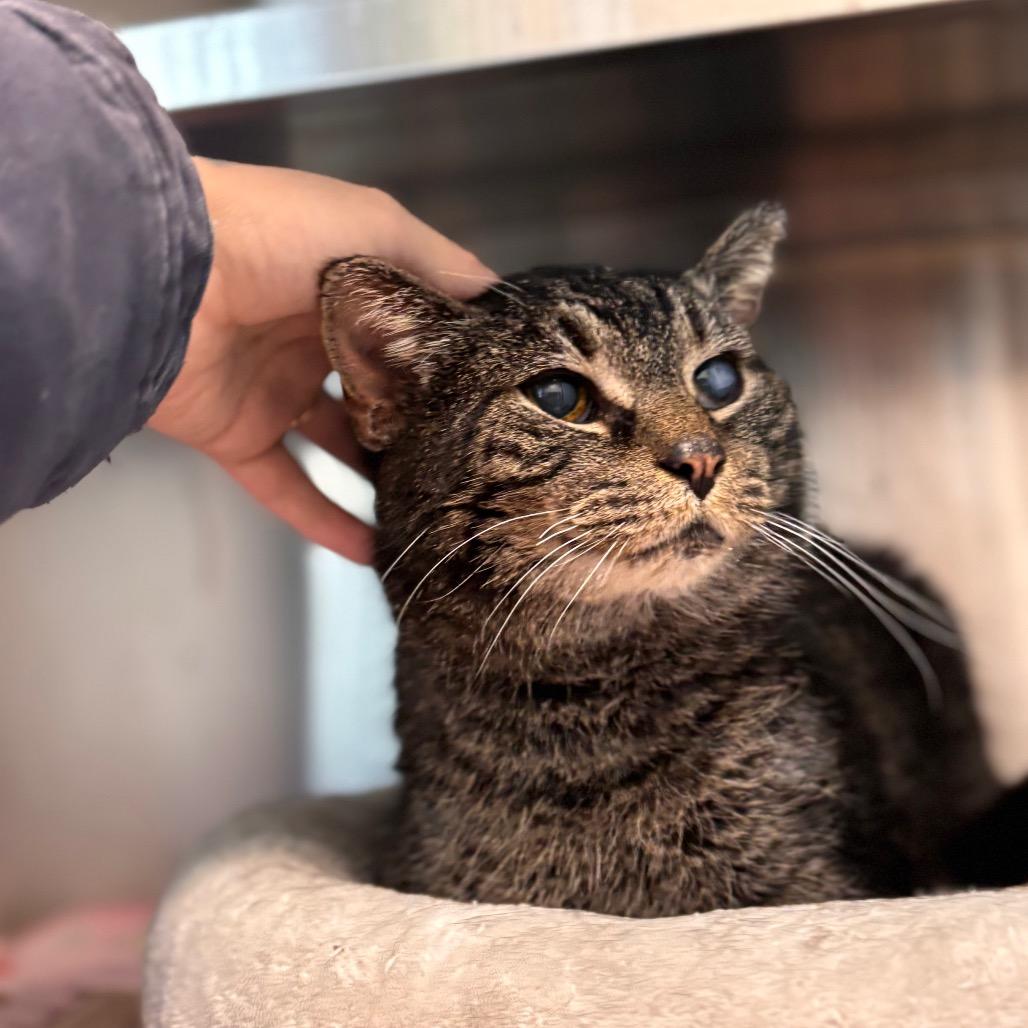 Old Kitty Marie, a Adoptable Domestic Short Hair in Nashville, IN image 2/5