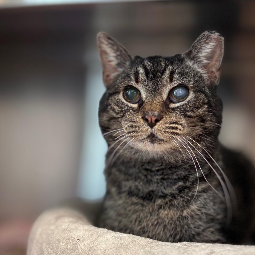 Old Kitty Marie, a Adoptable Domestic Short Hair in Nashville, IN image 3/5