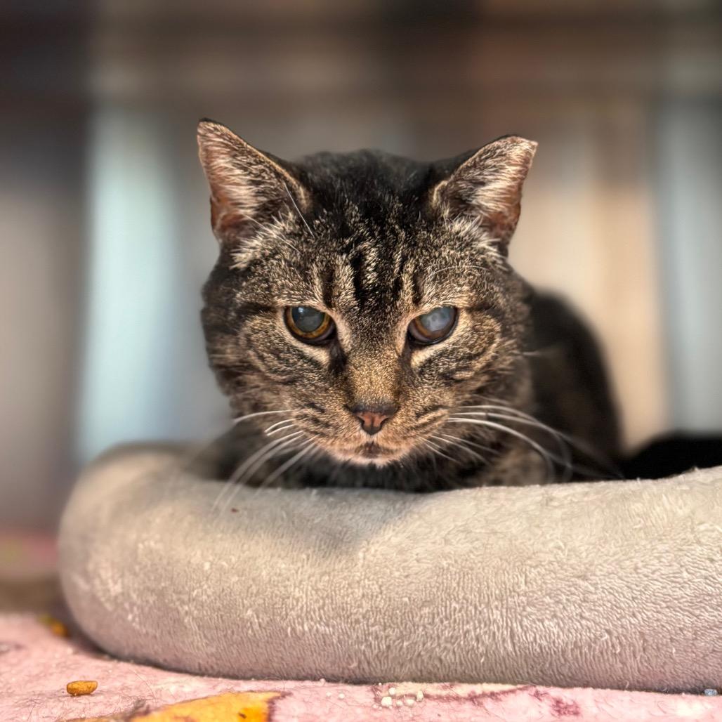 Old Kitty Marie, a Adoptable Domestic Short Hair in Nashville, IN image 4/5