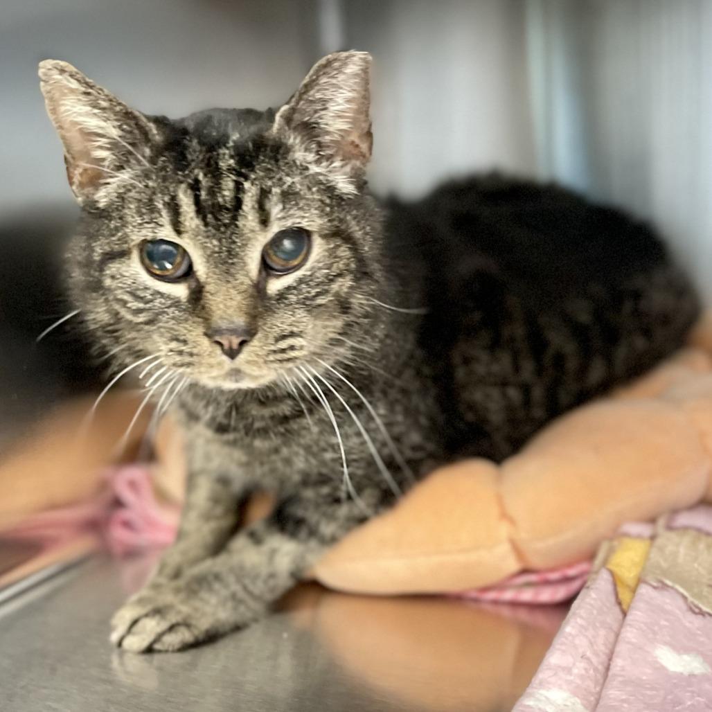 Old Kitty Marie, a Adoptable Domestic Short Hair in Nashville, IN image 5/5