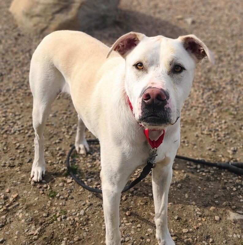 Enlarge Frost, a Adoptable Yellow Labrador Retriever in Fruit Heights, UT image 1/3