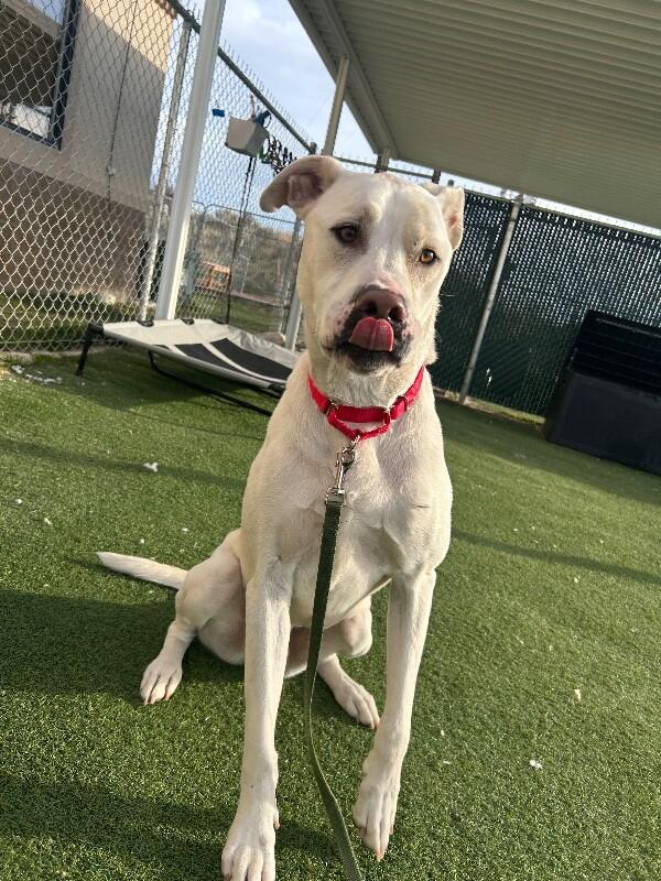 Enlarge Frost, a Adoptable Yellow Labrador Retriever in Fruit Heights, UT image 2/3