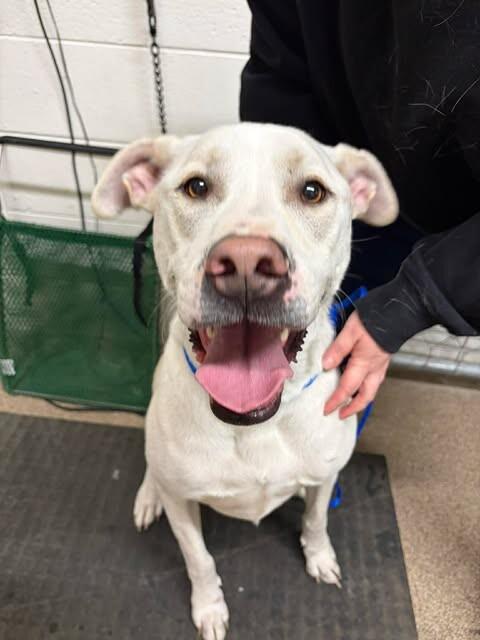 Enlarge Frost, a Adoptable Yellow Labrador Retriever in Fruit Heights, UT image 3/3