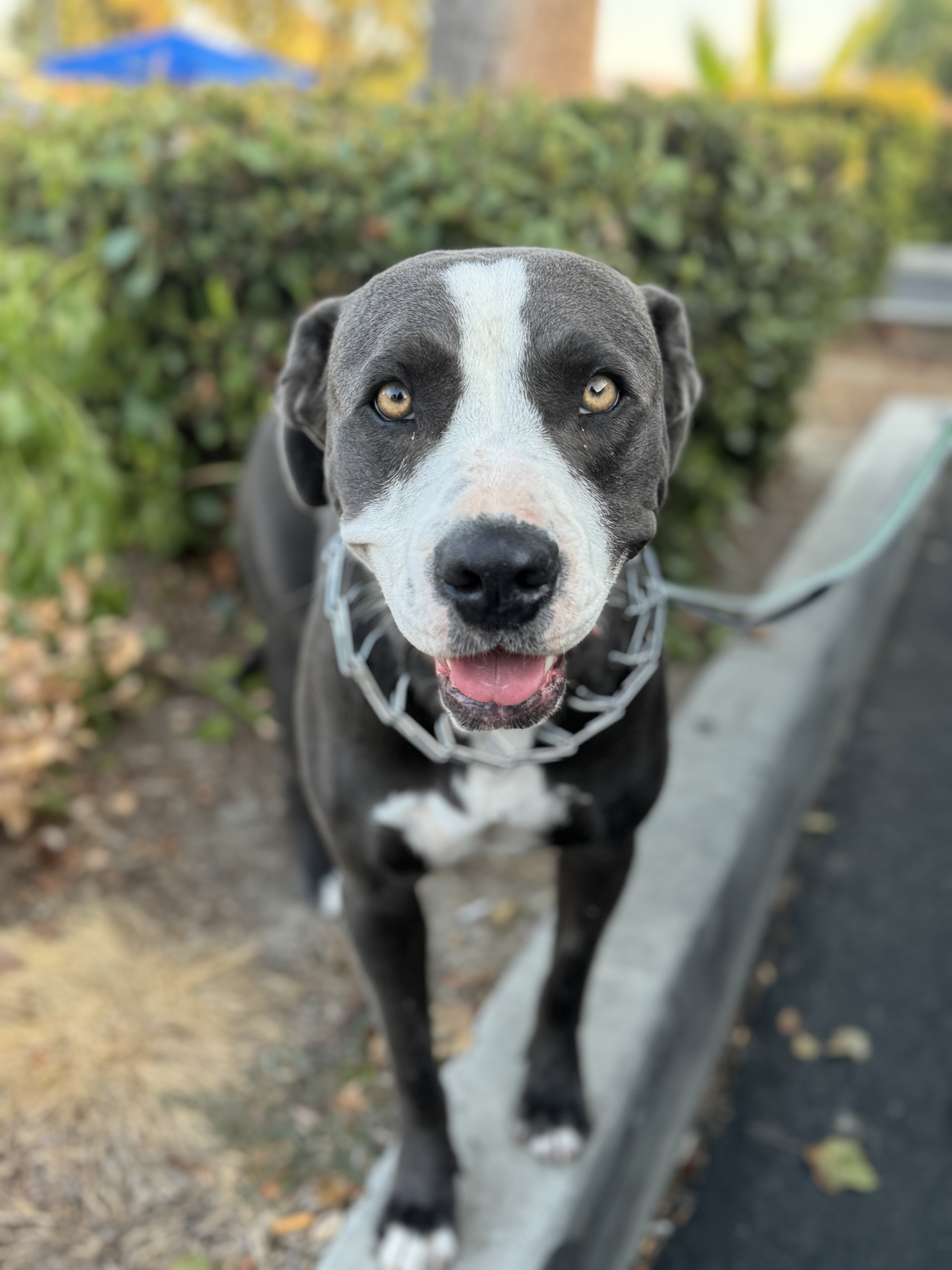 Lady, a Adoptable mixed breed in Hesperia, CA image 1/6
