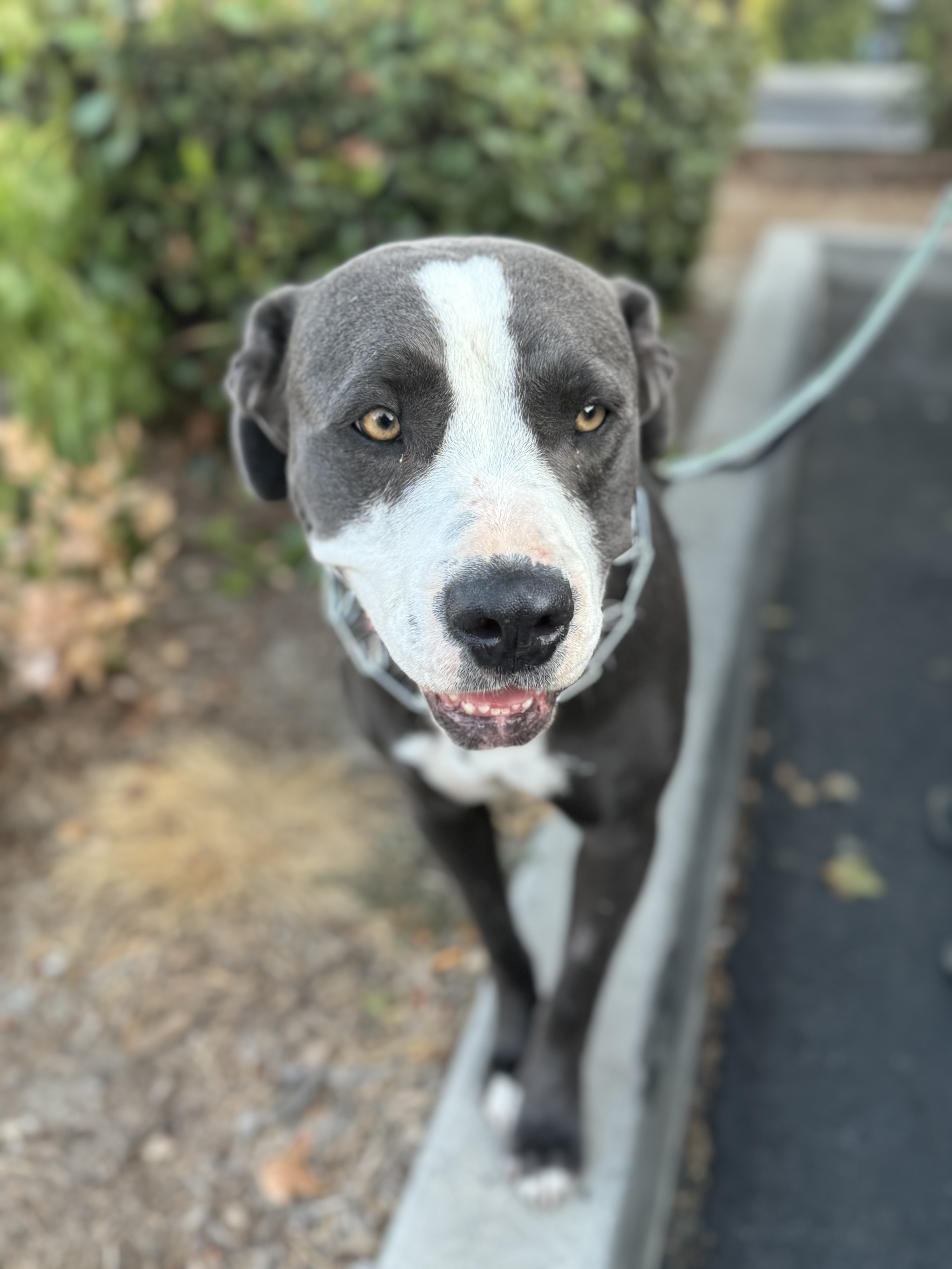 Lady, a Adoptable mixed breed in Hesperia, CA image 2/6