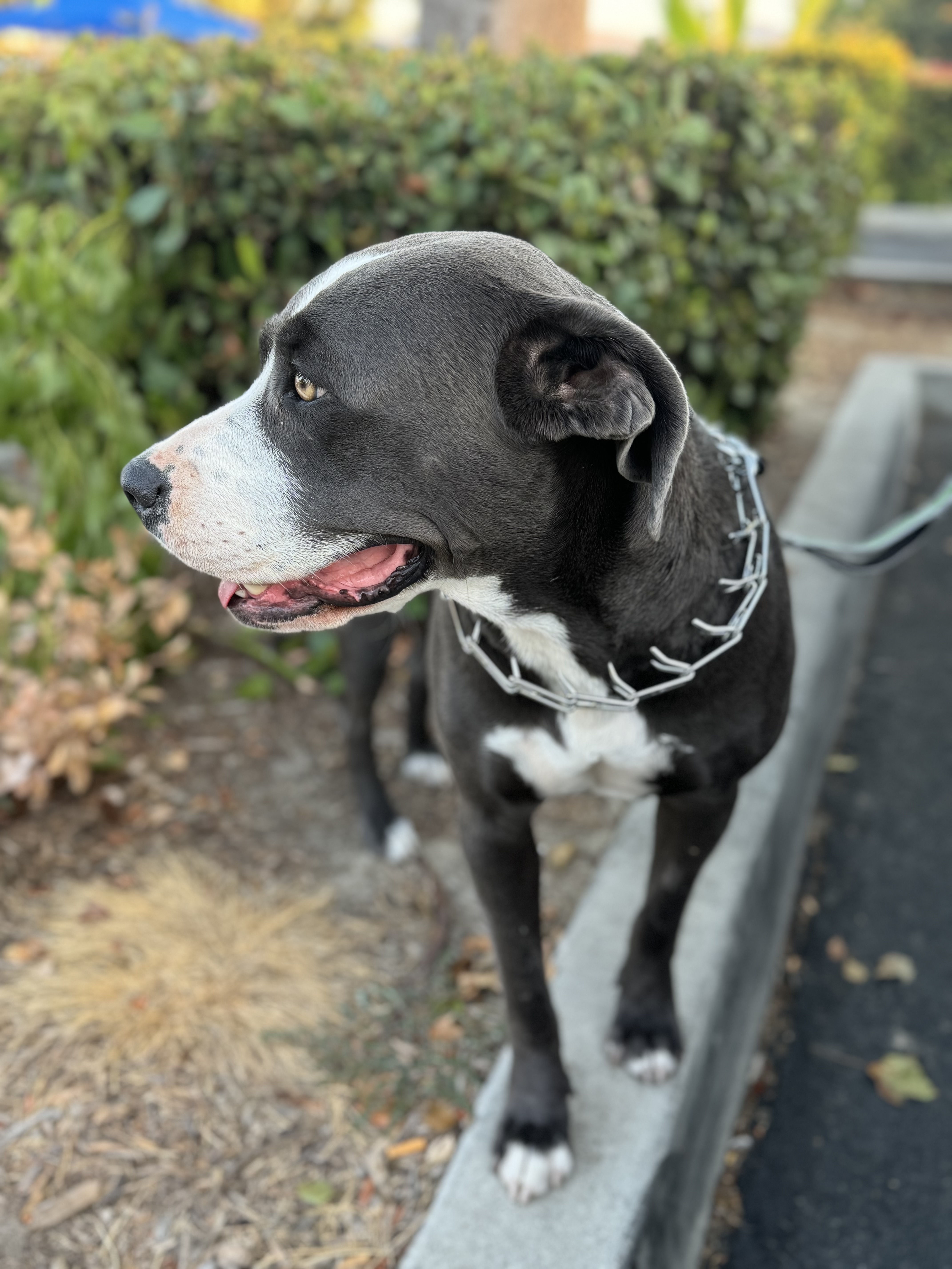 Lady, a Adoptable mixed breed in Hesperia, CA image 3/6