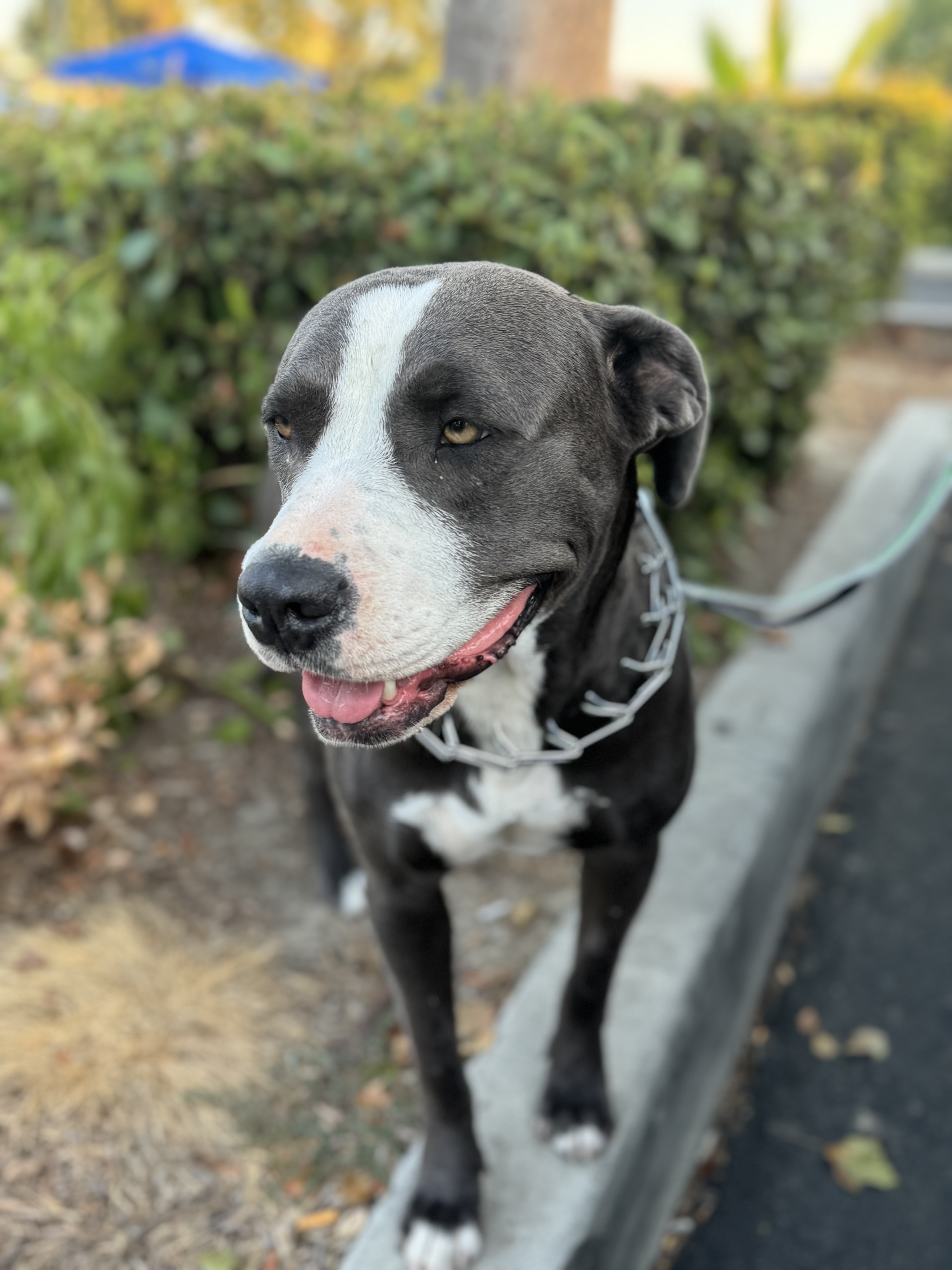 Lady, a Adoptable mixed breed in Hesperia, CA image 4/6